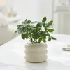 Bonsai Velho Tronco Bonsai Quatro Estações Plantas Fáceis de Cultivar Mesa Escritório Floração Tolerante à Seca Plantas Verdes Pequenas Plantas em Vasos