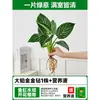 Servicio de Envío Directo de Una Pieza para Plantas de Centella Asiática Hidropónicas, Plantas en Maceta de Tocón Viejo para Cultivo en Agua en Interiores y Exteriores, Centella de Hoja Grande con Raíces Fáciles de Cultivar