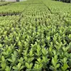 Una generación de plántulas de rosa del desierto en maceta, flores de cuatro estaciones, patio abierto, balcones interiores y exteriores para cultivar flores y plantas verdes
