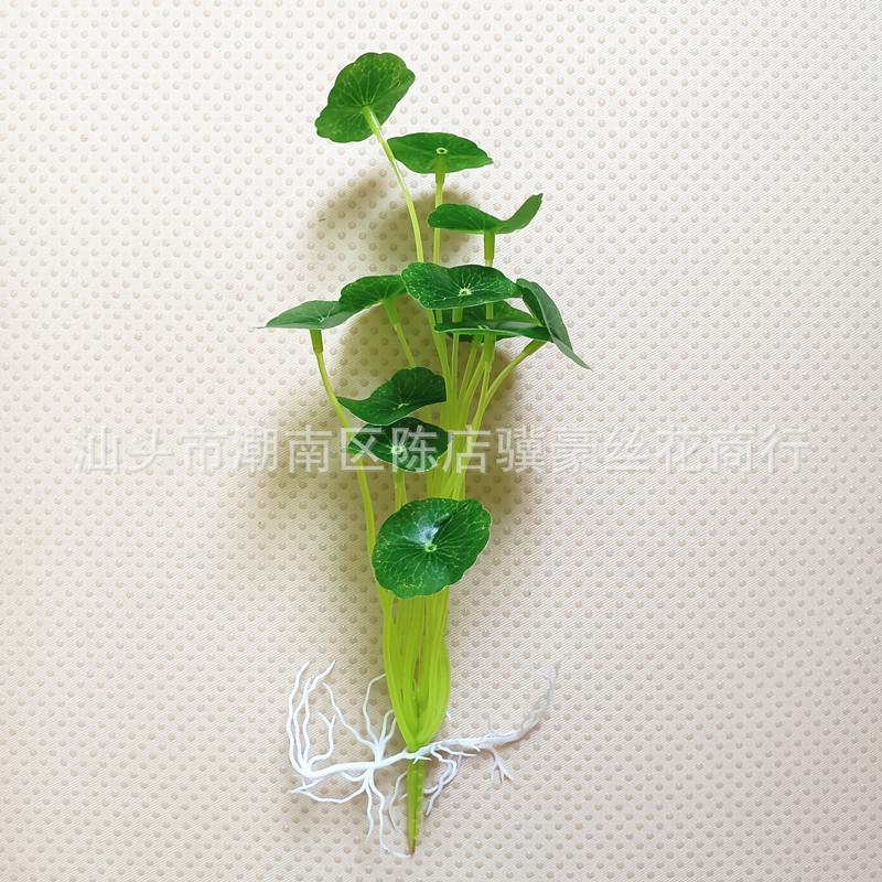 【绿色十二叶铜钱草】.jpg