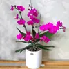 Plántulas de Orquídea Phalaenopsis con Varas Florales y Capullos, Orquídeas en Maceta, Plántulas Grandes, Plantas y Flores Fáciles de Mantener en la Sala de Estar o en Interiores Durante Todo el Año