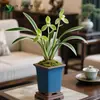 Planta de Maceta Orquídea Enana, Variedad Preciosa de Flor de Orquídea, Corona Prodigio, Plántula de Orquídea con Borde Dorado Bonsái