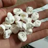 Fabricantes de atacado de dentes de porco têm dentes de cachorro reais polidos e desinfetados Baoma Material para joias diy de crianças Essência de osso de porco Jing