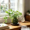 Musgo de Hera Nevado Bola de Musgo Hidropônica Planta Verde Folhagem Planta de Folha Verde Trepadeira Planta Verde em Vaso