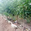 Plántulas de Cerezo Imperial Rojo de Una Pieza para Envío Directo, para Plantar en Jardines en el Norte y el Sur, Plántulas de Cerezo Frutal Injertadas Extra Grandes Resistentes al Frío