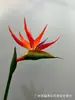 Flor Artificial Falsa de Ave del Paraíso Cranowan de Pegamento Suave Mediana Plástico Adornos de Decoración para el Hogar Chino Fotografía de Boda