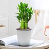 Dropshipping de Plantas de Bambu da Sorte em Vasos para Mesas de Escritório, Plantas de Bambu de Interior que Simbolizam Prosperidade, Plantas Verdes para Escritórios, Adequado para Todas as Estações