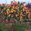 Mudas de Rosas em Forma de Árvore, Rosas de Galho, Plantas de Rosas Altas, Plantas de Vaso com Floração nas Quatro Estações, Flores e Plantas Verdes de Interior Fáceis de Cuidar