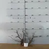 Tocones de Árbol Muerto Ramas Modelo Microscópico Escena Fabricación Suministros para Mascotas Base de Figura Embellecimiento de Fondo Decoración Obstáculo