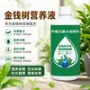 Árvore da Fortuna Solução Nutritiva Fertilizante Fertilizante Especial Trata Folhas Amareladas, Queda de Folhas, Podridão das Raízes, Plantas de Vaso Internas, Fertilizante para Flores, Universal