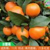Mudas de Laranja Doce Autêntica de Guangxi com Frutas para Vasos do Sul e do Norte Laranja Enxertada Kumquat Doce