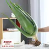 Plantas de Aloe Vera en Maceta, Plantas de Escritorio para Interiores, Suculentas que se Pueden Usar en la Cara y Consumir, Purifican el Aire, Plantas Verdes Pequeñas de Curazao