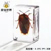 Artesanías de especímenes, insectos reales, escarabajo ciervo, escorpión, escarabajo, araña, regalos de enseñanza de ciencias biológicas, adornos de resina