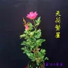 Pátio de Bonsai Plantas Verdes Bambu Vermelho Bambu Vermelho Interior Vermelho Cultura em Água Fria Planta de Bambu Guanyin Fácil de Cuidar Bonsai Folha Pequena Interior Porta Bambu