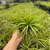 Venda Direta da Fábrica Orquídea do Ar Planta Aérea Planta Sem Solo Vermelho Amarelo Verde Elfo Barba de Velho Medusa Atacado