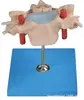 Vértebra Cervical Ligada à Medula Espinhal e Nervos Espinhais Modelo Ampliado Modelo: Yj/Sj106, Modelo do Sistema Nervoso Humano