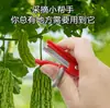 Cuchillo de Cosecha para Verduras, Frutas, Frijoles, Pepinos; Tijeras Pequeñas para Recoger Frutas; Podadora de uvas; Cuchillo de pulgar para recolectar verduras