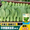 Hermosas Semillas de Colza de Huazhou, Oleosas y Verdes, Buenos Tallos Verdes, Semillas de Colza, Semillas de Colza Verdes, Larvas de Verduras