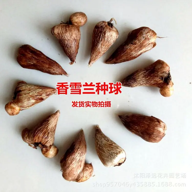 香雪兰描述1