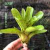 Piña Llena de Agua Linda Piña Colorida Tanque de Selva Tropical Plantas Acuáticas Ecológicas de Agua y Tierra Tanque para Reptiles Paisajismo Plantas Comunes