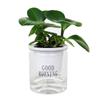Línea de Absorción de Agua Hidropónica Maceta Autoabsorbente para Flores Perezosas Cuerda de Algodón Absorbente Blanca Maceta para Plantas Hidropónicas Dieta Verde Cuerda de Algodón Absorbente