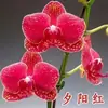 Las plántulas de Phalaenopsis son fáciles de cultivar en todas las estaciones. Plantas Verdes y Flores en Maceta para Balcón de Oficina en Interiores Fáciles de Cultivar