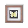 Ejemplar de Mariposa Raro y Precioso en un Marco, Madera Natural Adorno para Decoración del Hogar Moderno, Pieza de Exhibición Creativa