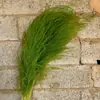 Hierba Barba de Dragón Eterna, Hierba de Junco, Flores Reales, Venta al por Mayor Fabricante de Yunnan, Serie Fuegos Artificiales de Ensueño, Materiales Florales para Cortinas de Boda, Decoración Suave