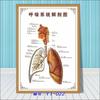 Diagrama esquemático del sistema anatómico visceral humano. Póster médico de pared con diagrama de la estructura del corazón y los órganos humanos.