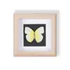 Especímenes de Mariposas Reales Raros y Preciosos (Mariposa Pavo Real) en un Marco, Decoración Moderna de Madera para el Hogar, Decoración Creativa de Mesa