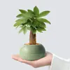 [Plantas Verdes da Fornalha Ge] Árvore da Fortuna Wufu em Vaso Plantas de Interior Mesa de Escritório Bonsai Plantas Verdes São Fáceis de Manter
