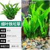 Hierba de agua para pecera, hierba grande, oxigenación negativa, agua dulce, novato, agua perezosa, baniano, jardinería, cultivo, hierba, crisantemo verde, venta al por mayor