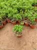 Autênticas flores em vasos de madeira perfumadas de pimenta, plantas repelentes de mosquitos para ambientes internos e externos, mudas, bonsai de pilha velha, jiuli, plantas verdes perfumadas