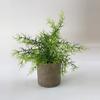 Ramo de plantas verdes amazónicas en maceta para el hogar, habitación, porche suave, adornos transfronterizos, pequeñas macetas, fábrica al por mayor