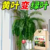Solución Nutritiva Universal para Plantas de Interior en Maceta, Plantas Verdes y Flores - Líquido Mejorador de Suelo, Estimulante de Raíces y Fortalecedor de Plántulas