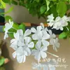 Floco de Neve Branco em Vaso Floco de Neve Azul Floco de Neve Vermelho Pátio Varanda Perenes Florais Resistente ao Calor e Longo Período de Floração para Manter