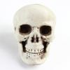 Modelo de Caveira Simulador Charmoso Adereços de Layout para Evento de Halloween Decoração de Casa Assombrada Ornamentos de Terror Caveira