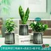 Plantas Verdes de Oficina Pequeñas en Maceta para Escritorio Hidropónicas Sala de Estar Interiores Floración Fácil de Cultivar Árbol del Dinero Potos Flores para Escritorio