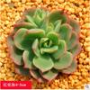 Combinación de Suculentas en Maceta, Lithops, Adornos de Jade, Flores de Jardín Exterior Venta Directa, Paisaje de Patio