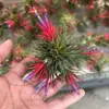 Venda Direta da Fábrica Orquídea do Ar Planta Aérea Planta Sem Solo Vermelho Amarelo Verde Elfo Barba de Velho Medusa Atacado