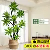 Sala de Estar Bambu Lírio Planta Verde Interna Grande Espécime Antigo Árvore Próspera Borda Dourada Coração Dourado Muda de Árvore Real Planta para Decoração de Escritório