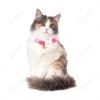 Pet Natal Bell Collar Cat Dog Fur Ball Collar Pet Jóias Colorful Fur Ball Collar Pet Jóias