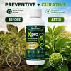 Solución KineShineX para Protección y Cuidado de Hongos en Plantas Agrícolas: Absorción y Transmisión Sistémicas, Combinando Prevención y Cuidado