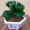 Plantas Verdes Flores de Balcón Interior Kalanchoe Pinnata Suculenta de Cinco Dedos Montaña Cactus con Raíces Kalanchoe Rojo