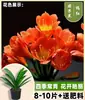 Plantas suculentas fáciles de cuidar durante todo el año, Plantas de Clivia en maceta, plantas maduras con capullos, plantas de interior verdes, plantas de monje de cabeza redonda, varios tamaños