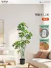 Plantas Verdes Artificiais de Alta Qualidade para Decoração de Sala de Estar, Planta Realista Falsa de Figueira-da-Índia Preta para Decoração de Sala de Transmissão ao Vivo