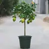 Plantas en Maceta de Limonero Árboles Verdes con Forma de Árbol para Interiores y Exteriores que Dan Fruto en Todas las Estaciones, Plantas Verdes Frutales para Consumo en Patio Balcón
