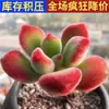 Planta Suculenta de Balcón en Maceta Premium Rosa Huevo de Durazno Montaña Rosa Planta Verde de Interior para Escritorio Jade Nevado Rocío de Jade