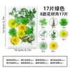 Kit de materiales DIY de flores secas mixtas para estilismo de maquillaje, maquillaje facial para retratos personales, especímenes de plantas de flores reales en relieve
