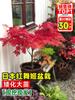 Dropshipping Plántulas de Arce Rojo Japonés Todo el Año Red Dancer Arce de Hoja Rojo para Exterior Bonsái en Maceta Planta para Enverdecer Patio Estilo